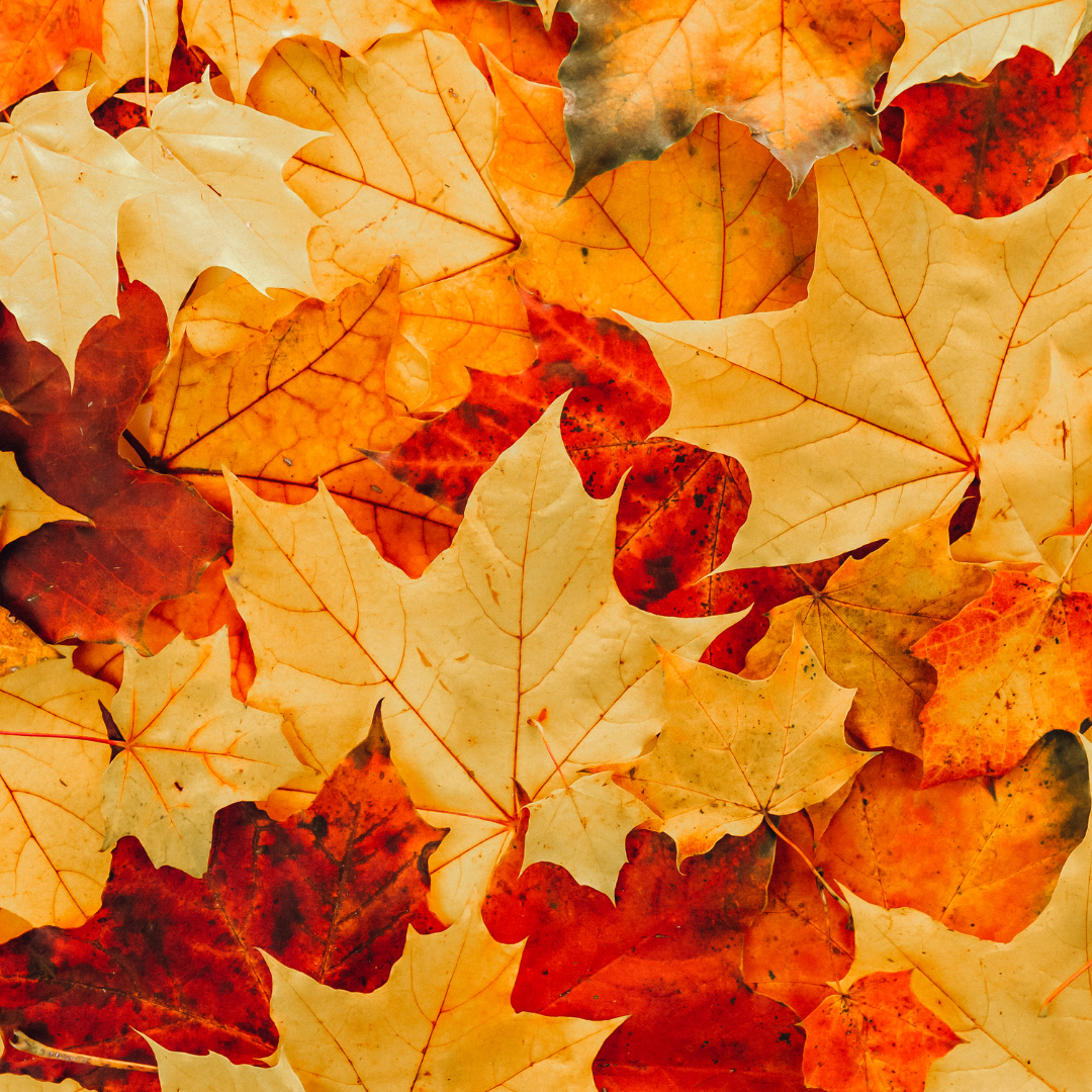 秋のキャンペーン