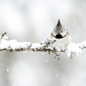 冬の特別体験プログラム