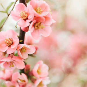 春の特別体験プログラム